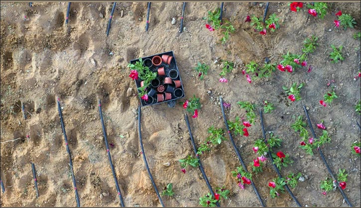 Hail Municipality Enhances Urban Landscape with Beautification Initiatives for Eid Al-Fitr Hail Municipality Enhances Urban Landscape with Beautification Initiatives for Eid Al-Fitr - hail municipality