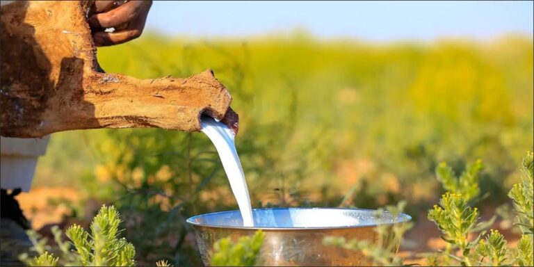 Camel Milk: A Seasonal Staple Reviving Spring Traditions in Northern Borders Camel Milk: A Seasonal Staple Reviving Spring Traditions in Northern Borders - camel milk