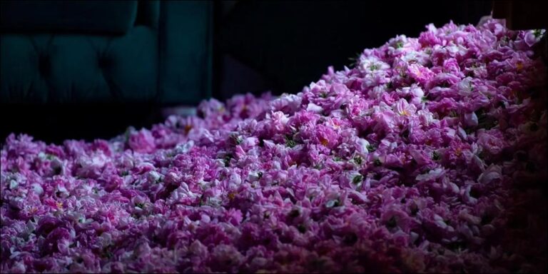 Taif Rose Harvest Season Produces over 550 Million Roses - taif rose