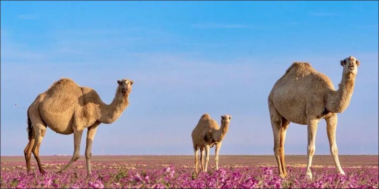Camels: Essential Pillars of Northern Borders Region's Economy - camels essential