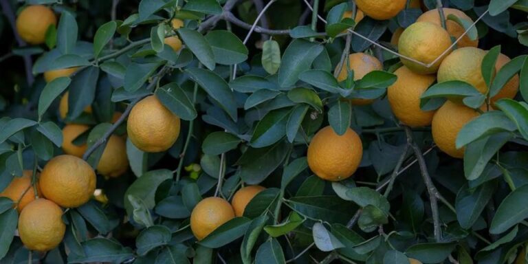 Najran Emerges as a Leading Agricultural Hub in Saudi Arabia - najran emerges