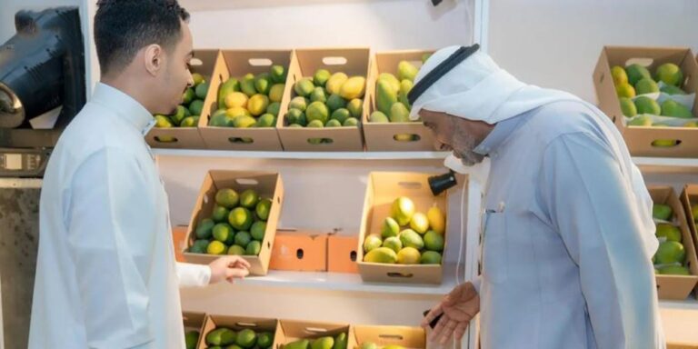 Jazan Mango Harvest Brings Together Two Generations Between Tradition and Innovation - jazan mango