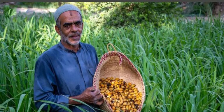 Early Date Harvest Arrives in Al-Ahsa Central Markets Early Date Harvest Arrives in Al-Ahsa Central Markets - early date