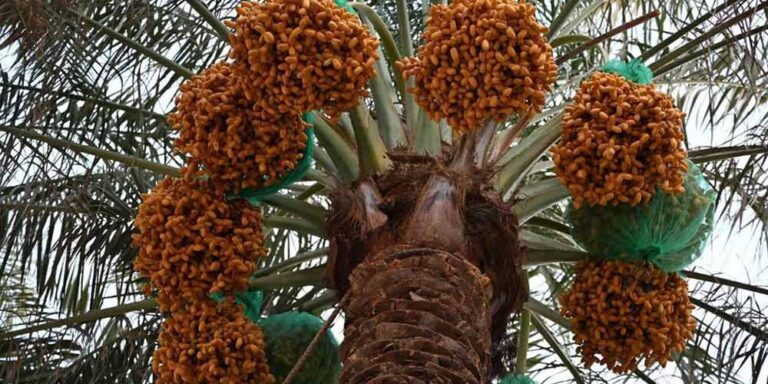 Early Date Harvest Boosts Economic Activity in Najran Early Date Harvest Boosts Economic Activity in Najran - early date