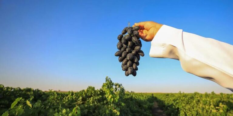 Grapes Boost Qassim's Agricultural Profile with Annual Production Exceeding 30,000 Tons - grapes boost