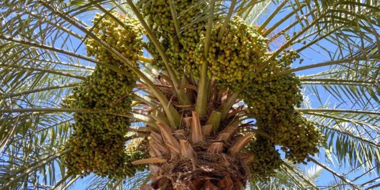 Qassim Welcomes Rutab Season as Dates Begin Changing Color - qassim welcomes